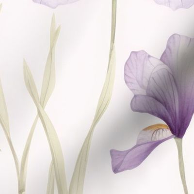 Shabby Chic Irises #4