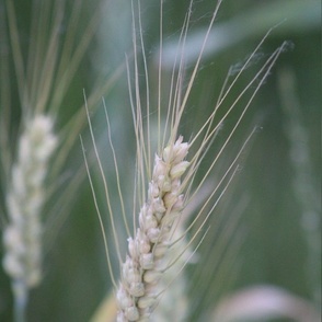 Wheat Stalks