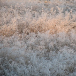 Soothing Frosty Field