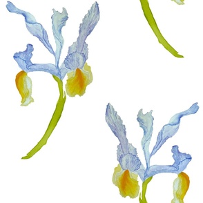 Watercolor Provence Dutch iris bouquet in vibrant blue, green and yellow