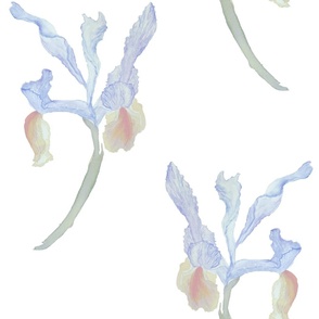 Watercolor Provence Dutch iris bouquet in muted washed out blue
