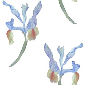 Watercolor Provence Dutch iris bouquet in soft blue tones
