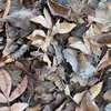 Fall_leaves