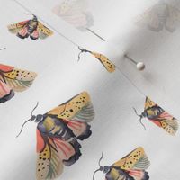 Watercolor moths on white