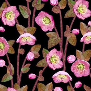 grouped winter rose hellebores botanical // small scale // genus helleborus ranunculaceae - bright pink on black