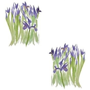 Watercolor Provence Dutch iris bouquet botanical illustration in rich purple on white
