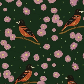 Oriole birds with green background