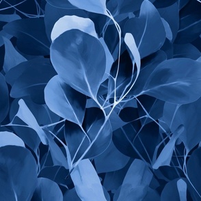 Blue Eucalyptus