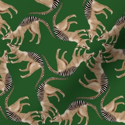 Thylacine Tasmanian Tiger Tasmanian Wolf Twirl on Dark Green