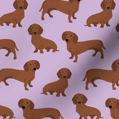 dachshund smooth coat A color 61