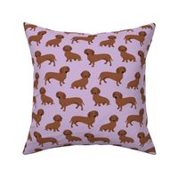 dachshund smooth coat A color 61