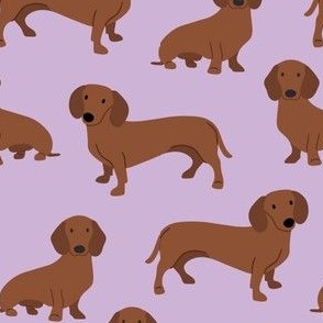dachshund smooth coat A color 61