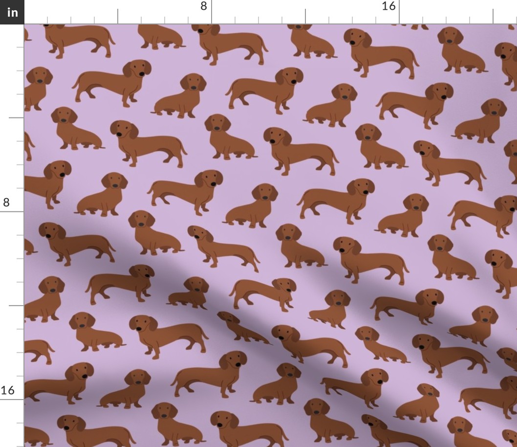 dachshund smooth coat A color 61