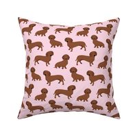 dachshund smooth coat A color 3