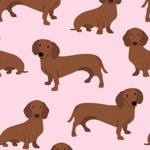 dachshund smooth coat A color 3