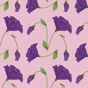 Purple Lisianthus Flowers on Pink Background - large