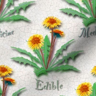 dandelion edible medicine weed! 8” repeat.