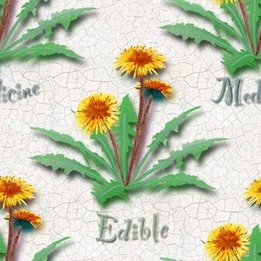 dandelion edible medicine weed! 8” repeat.