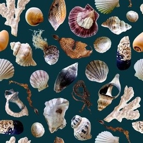 Sea Shells Ocean