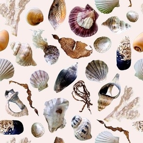 Sea Shells off white