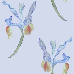 Watercolor Provence Dutch iris bouquet in soft blue 