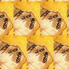 BEES FEASTING ON A BARTLETT PEAR-JUMBO-HALF BRICK