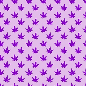 Cannabis Purple on Purple
