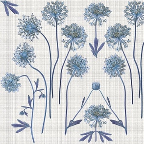 Blue Lace Flowers