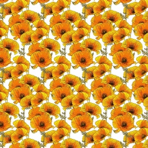 Orange Poppies - Small