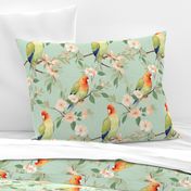 Peach Faced Lovebirds Perching in Tree Twigs with Flowers Spring Summer