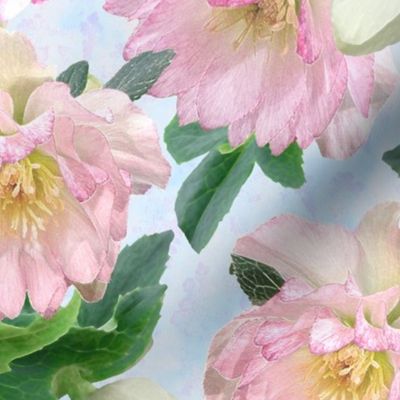 Hellebores in Shades of Pinks on Blue Texture