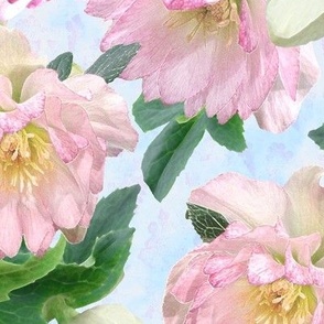 Hellebores in Shades of Pinks on Blue Texture