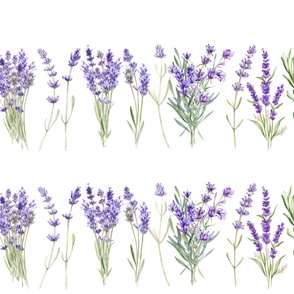 rows of lavender