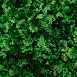 Mossy Green Flora - 1a