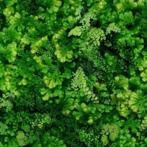 Mossy Green Flora - 2a