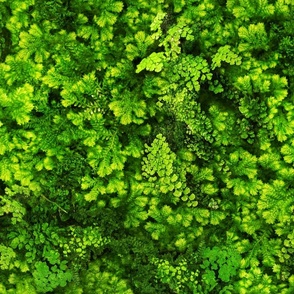 Mossy Green Flora - 5a