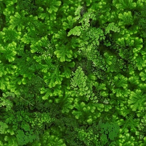 Mossy Green Flora - 6a