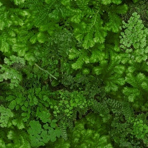 Mossy Green Flora - 9a