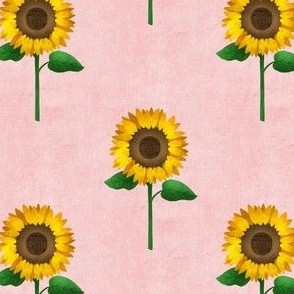sunflowers - pink