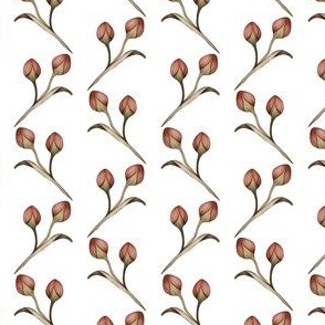 Dainty Rose buds with white background