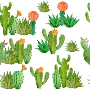 Green Cactus on White Background