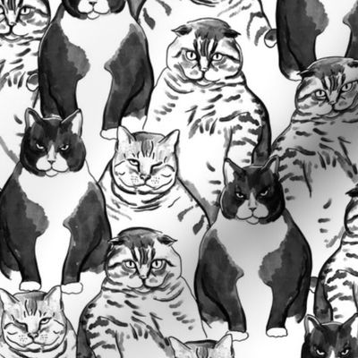 bicolor cats, black and white fat cats, tuxedo cats