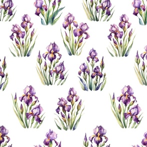 irises purple on white bg