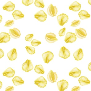 Yellow Rose Petals White Background