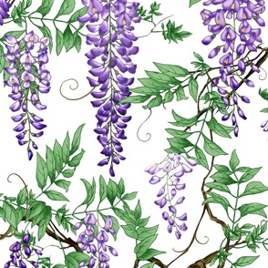 Wisteria White J