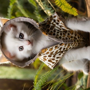 cute kitten in chetah suit in the woods