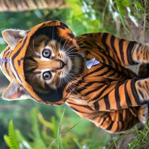 Cute Kitten in tiger suite in the woods