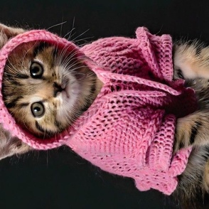 Cute Kitten in pink hoodie on black background