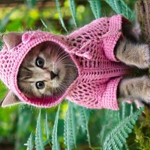 Cute Kitten in pink hoodie in the woods 2