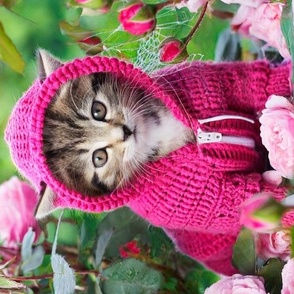 Cute kitten in pink hoodie in peony field 8